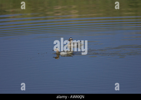 Garganey Anas Querquedula paar Schwimmen im Fluss in Lesbos, Griechenland im April. Stockfoto