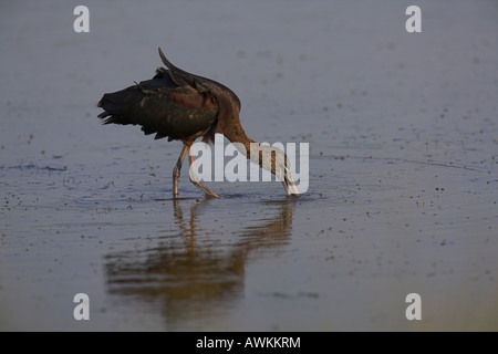 Glossy Ibis Plegadis Falcinellus juvenile Fütterung in überschwemmten Sumpf in Lesbos, Griechenland im April. Stockfoto