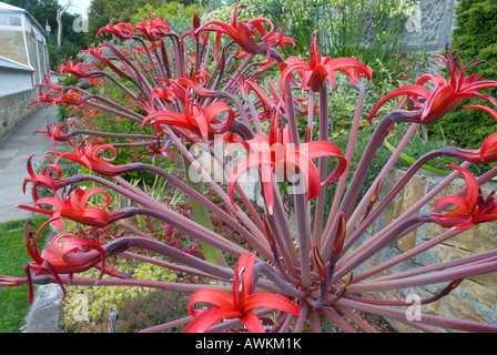 Brunswigia Josephinae, bekannt als Josephine's Lily, benannt nach Joséphine de Beauharnais, Joséphine Bonaparte, der Ehefrau Napoleons Stockfoto