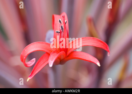 Brunswigia Josephinae, bekannt als Josephine's Lily, benannt nach Joséphine de Beauharnais, Joséphine Bonaparte, der Ehefrau Napoleons Stockfoto