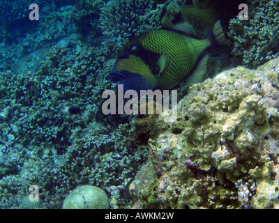 Titan-Drückerfisch [Bandos Island Reef, Kaafu Atoll, Malediven, Asien].                                                           . Stockfoto