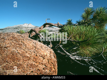 Kalifornien, Yosemite nationalen Prak, gebogene Tannenzweig mit Berg im Hintergrund Stockfoto