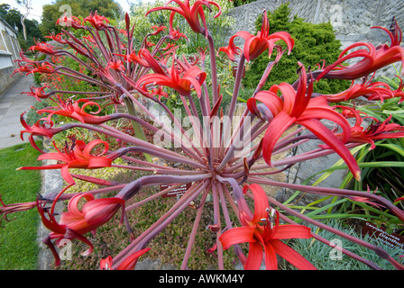 Brunswigia Josephinae, bekannt als Josephine's Lily, benannt nach Joséphine de Beauharnais, Joséphine Bonaparte, der Ehefrau Napoleons Stockfoto