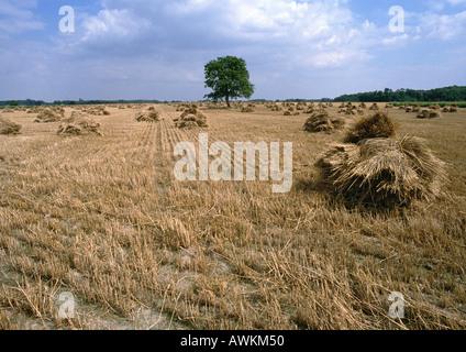 Frankreich, Loire-Tal, Heuhaufen im Feld Stockfoto