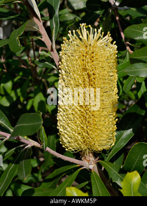 Küste banksia (banksia Integrifolia) Stockfoto