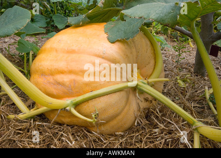 Riesigen Kürbis Cucurbita maxima Stockfoto