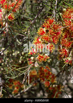 Stachelige callistemon bottlebrush (brachyandrus) Stockfoto