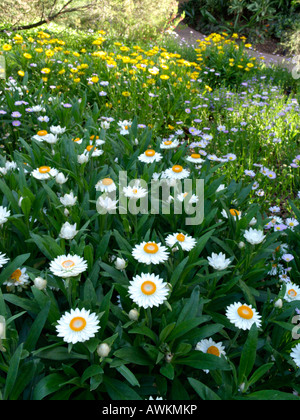 Golden ewigen (xerochrysum bracteatum Syn. helichrysum bracteatum) Stockfoto