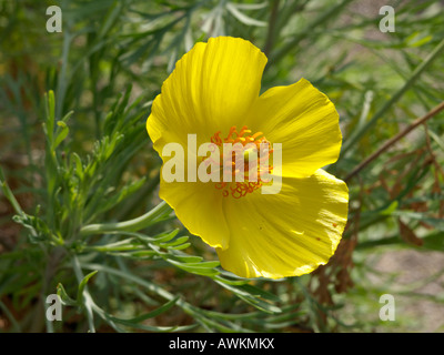 Mexikanischer Tulpen Mohn (hunnemannia fumariifolia) Stockfoto