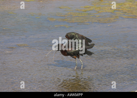 Glossy Ibis Plegadis Falcinellus Flügel dehnen während Baden im Fluss in Lesbos, Griechenland im April. Stockfoto