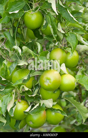 Eine beladene Ast von Granny Smith Äpfel Stockfoto