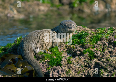 Marine Otter (Lontra Felina) oder Chungungo, bedrohte, Chiloé Insel, Chile Stockfoto