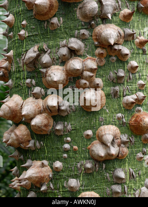 Silk floss Tree (Ceiba speciosa Syn. chorisia Speciosa) Stockfoto