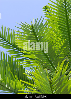 (Wollemi Pine Wollemia nobilis) Stockfoto