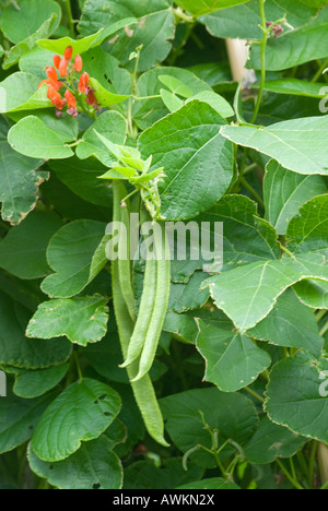 Scarlet Stangenbohnen an Rebstöcken Stockfoto