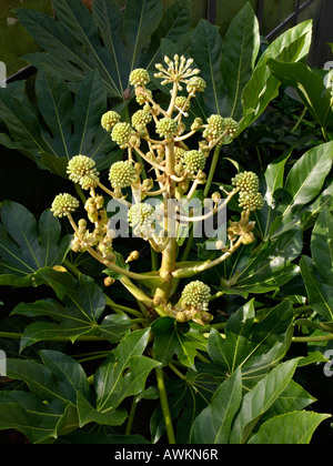 Japanische aralia (fatsia japonica) Stockfoto
