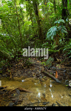 Dampf- und Unterwuchs Amazon Yavari Peru Regenwald Stockfoto