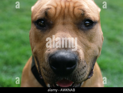 Hund mit gerunzelte Stirn, Gesicht. Stockfoto