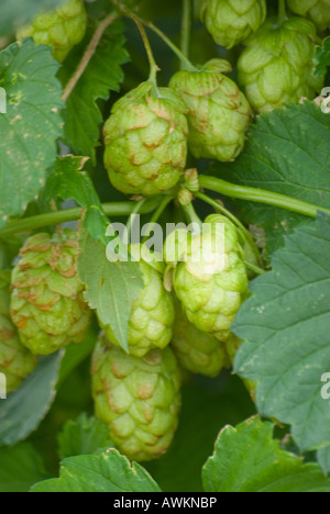 Reifung von Hopfen Stockfoto