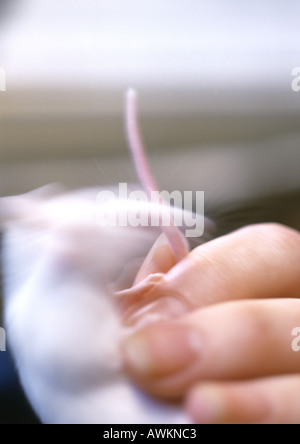 Weiße Maus neben Frau Figners, verschwommen. Stockfoto