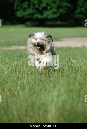 Pyrenäen-Schäferhund im Rasen laufen. Stockfoto