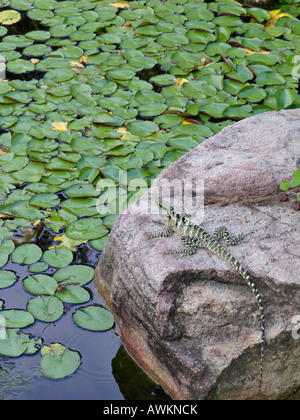 Australian Water Dragon (intellagama physignathus lesueurii lesueurii Syn.) Stockfoto