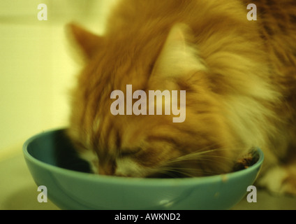 Katze essen aus Schüssel, verschwommen. Stockfoto