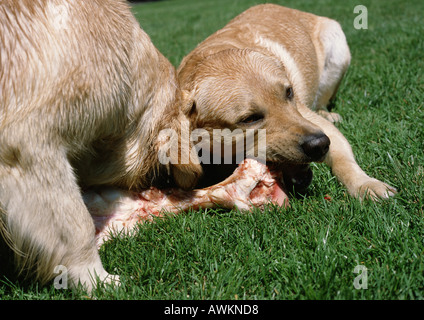 Welpe und Hund kauen auf Knochen im Rasen. Stockfoto