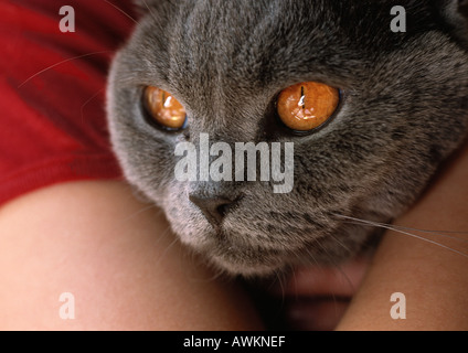 Graue Katze mit Orange-gelben Augen statt, close-up auf Kopf Stockfoto