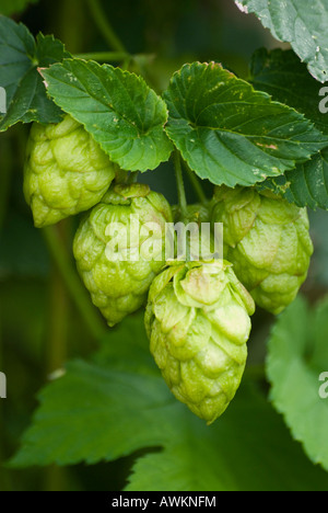 Reifung von Hopfen Stockfoto