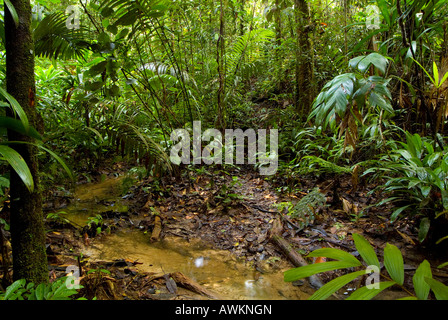 Regenwald Dampf Amazon Yavari Peru Stockfoto