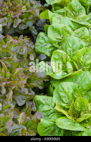 Zwei Salatsorten, die im Bett gepflanzt sind Stockfoto