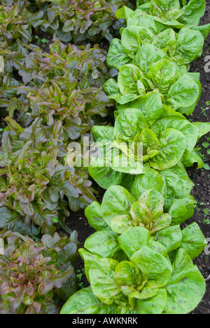 Zwei Salatsorten, die im Bett gepflanzt sind Stockfoto