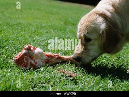 Sniffing Hundeknochen Stockfoto