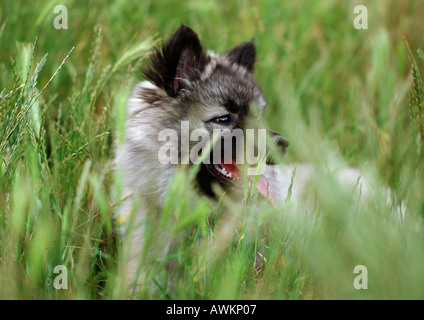 Husky Welpen im Rasen. Stockfoto