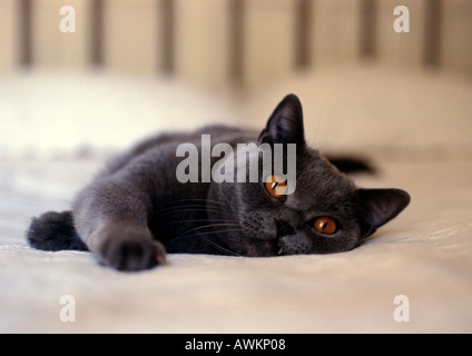 Graue Katze mit orangefarbenen Augen am Bett liegen Stockfoto