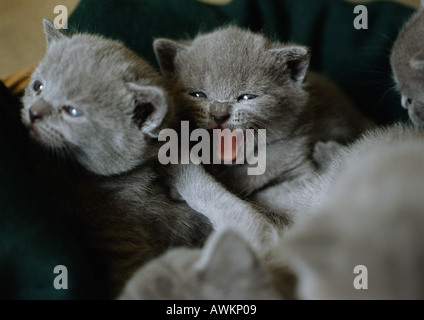 Grau-Chartreux Kätzchen Stockfoto