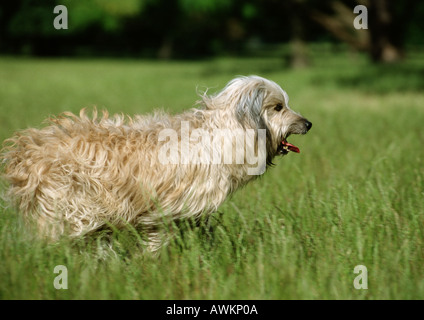 Pyrenäen-Schäferhund außerhalb ausgeführt. Stockfoto