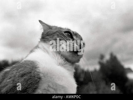 Das Gesicht Katze, niedrigen Winkel Ansicht, schwarz und weiß. Stockfoto