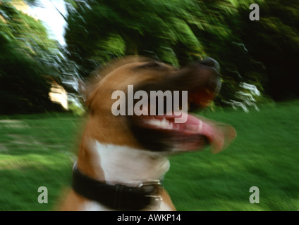 Pit Bull außerhalb verschwommen. Stockfoto