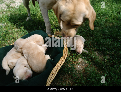 Weißen Labrador Retriever Welpen außerhalb. Stockfoto