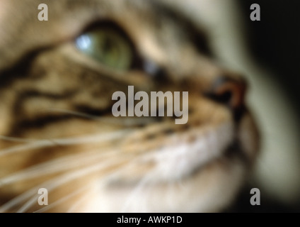 Katzengesicht, Nahaufnahme, verschwommen. Stockfoto