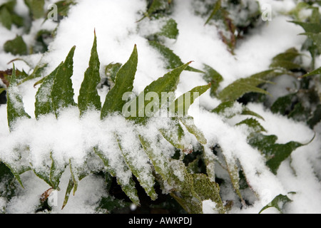 Schnee auf Weihnachten Fern Stockfoto