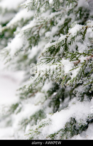 Eisigen Schnee auf blauen Punkt Juniper Zweigen Stockfoto