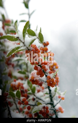 Eisigen Schnee auf Yaupon Stechpalme Beeren Stockfoto