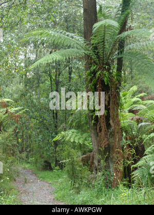 Baumfarn (dicksonia antarctica), Dandenong Ranges National Park, Melbourne, Australien Stockfoto