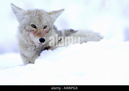 Stock Foto von einem Kojoten ruht im Schnee. Stockfoto