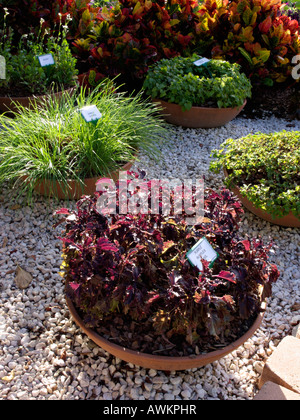 Basilikum (Ocimum basilicum 'Purple Ruffles'), Knoblauch (allium sativum) und Minze (Mentha) Stockfoto