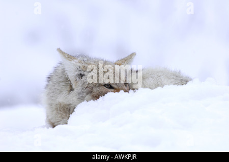 Stock Foto von einem Kojoten ruht im Schnee. Stockfoto