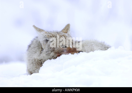 Stock Foto von einem Kojoten ruht im Schnee. Stockfoto